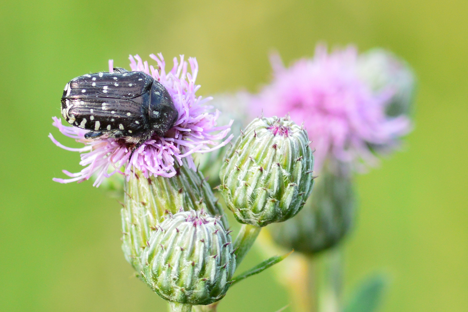 Oxythyrea funesta - sokpettyes virágbogár