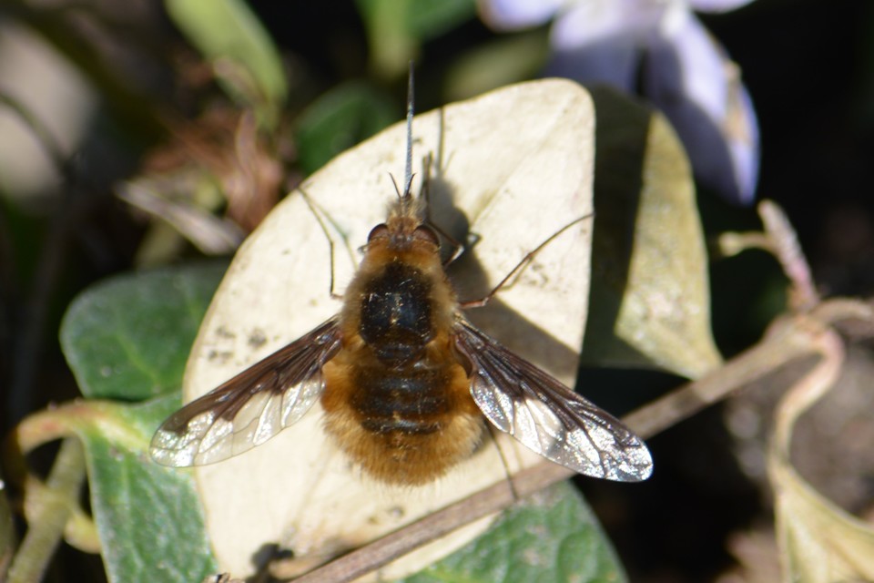 Bombylius major - szegélyes pöszörlégy