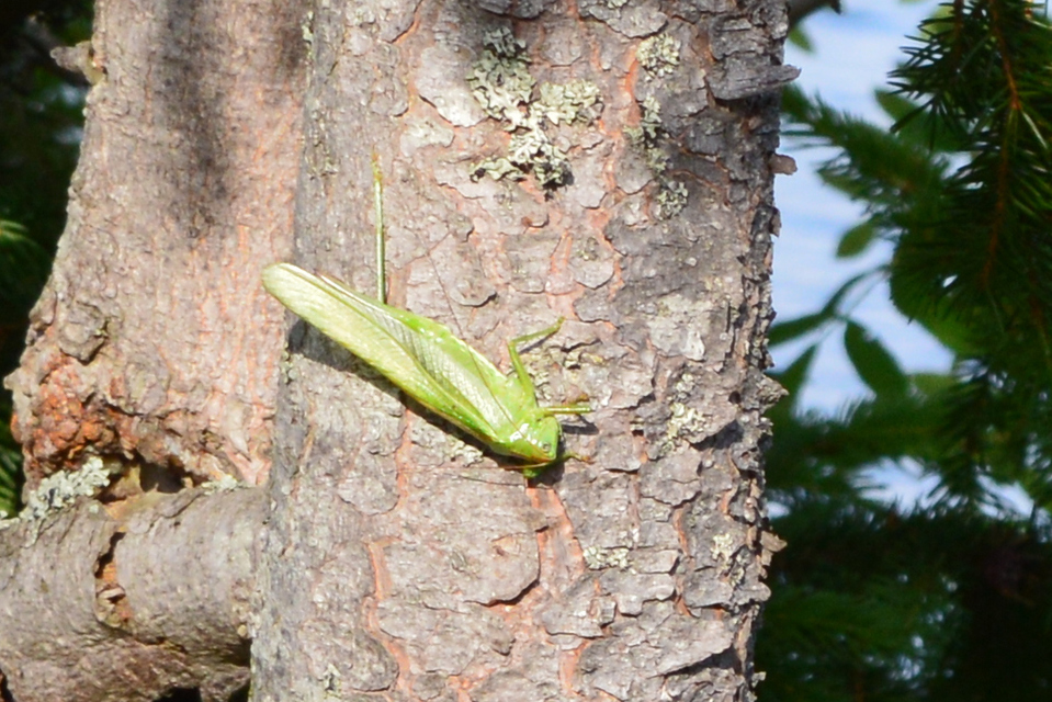 Tettigonia viridissima - zöld lombszöcske
