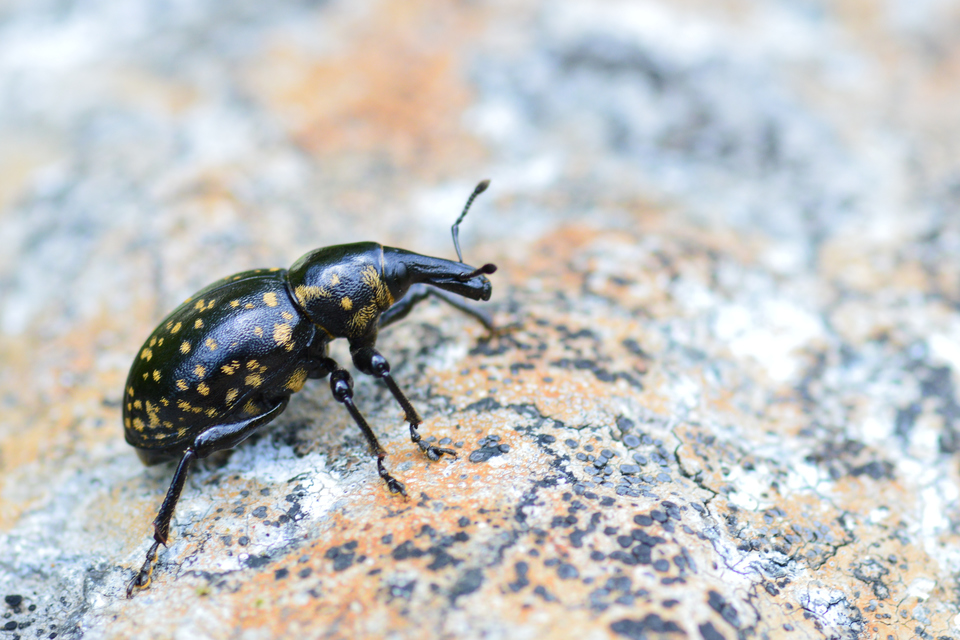 Liparus glabrirostris - közönséges acsalapuormányos