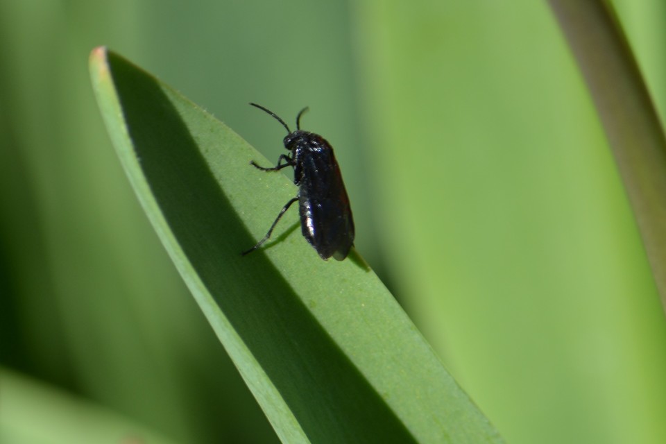 Tenthredinidae - valódi levéldarazsak