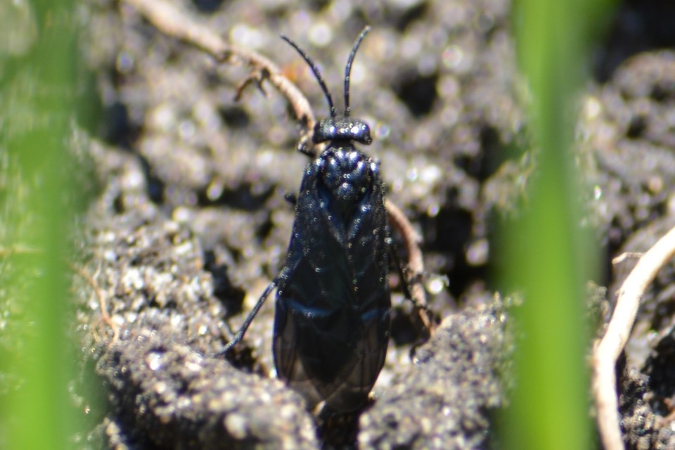 Tenthredinidae - valódi levéldarazsak