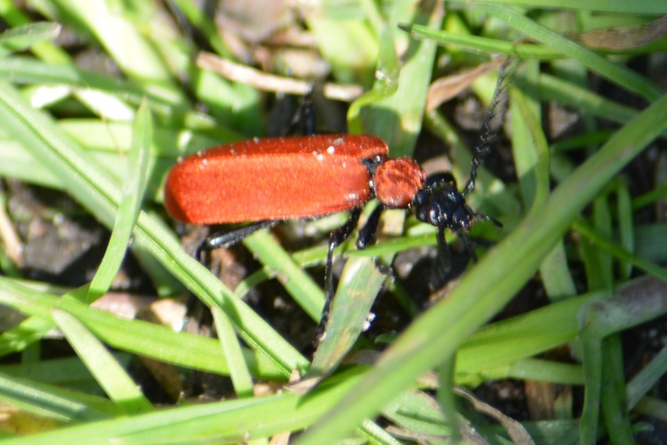 Pyrochroa coccinea - nagy bíborbogár