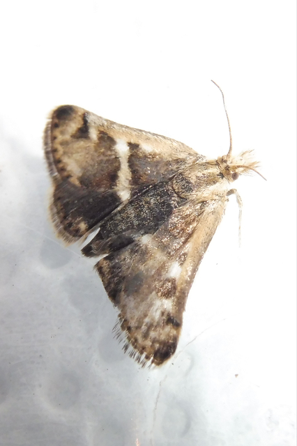 Titanio normalis - szulákszövő kormosmoly