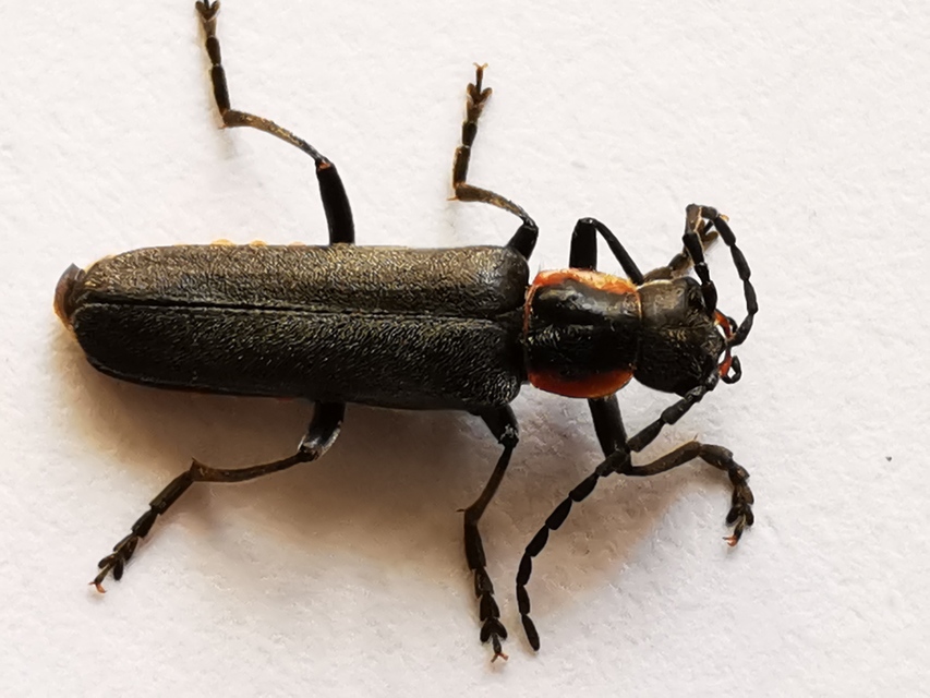 Cantharis pulicaria - zsírfényű lágybogár