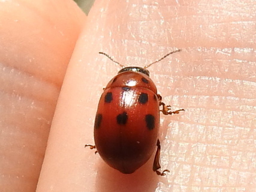 Gonioctena fornicata - közönséges lucernabogár