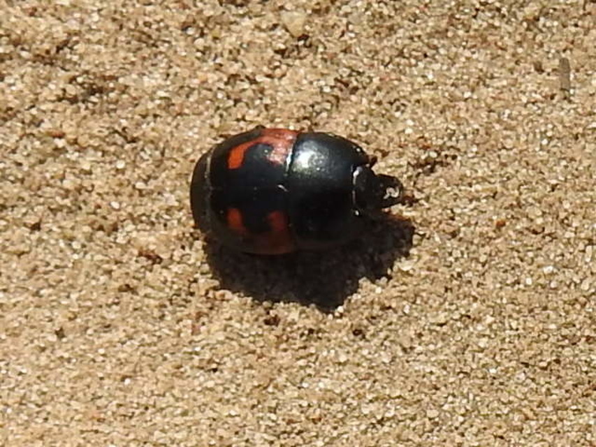 Hister quadrimaculatus - közönséges sutabogár