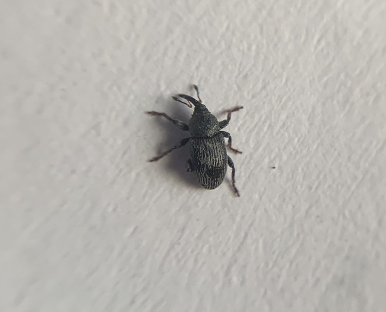 Tychius tibialis - fekete tímárormányos