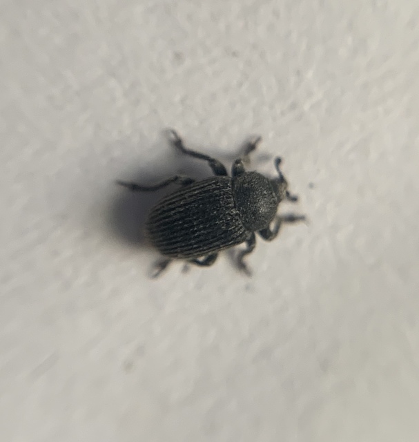 Rhinusa linariae - gubacsképző gyújtoványfű-ormányos