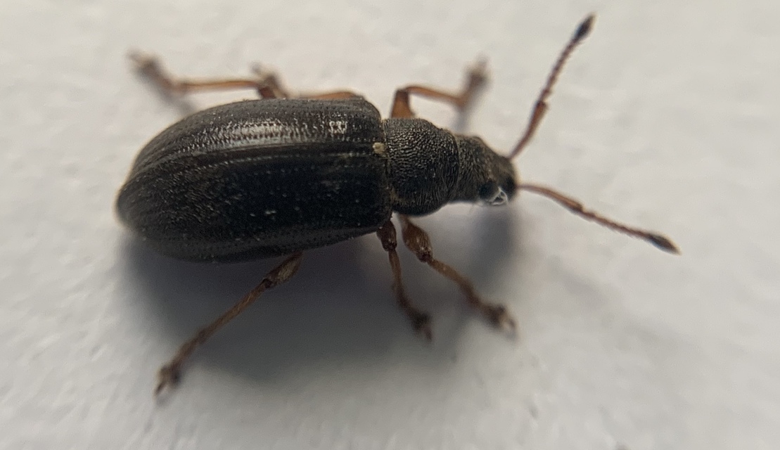 Phyllobius pyri - gyümölcsfa-levélormányos