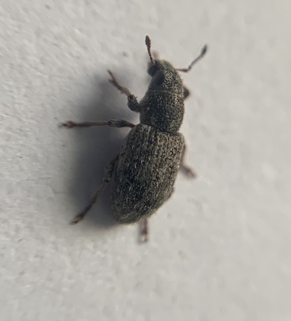 Sitona hispidulus - szőrös csipkézőbogár