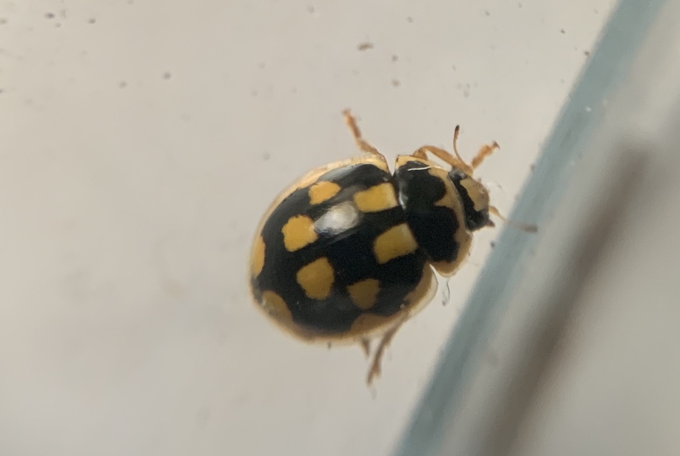 Propylea quatuordecimpunctata - tizennégypettyes füsskata