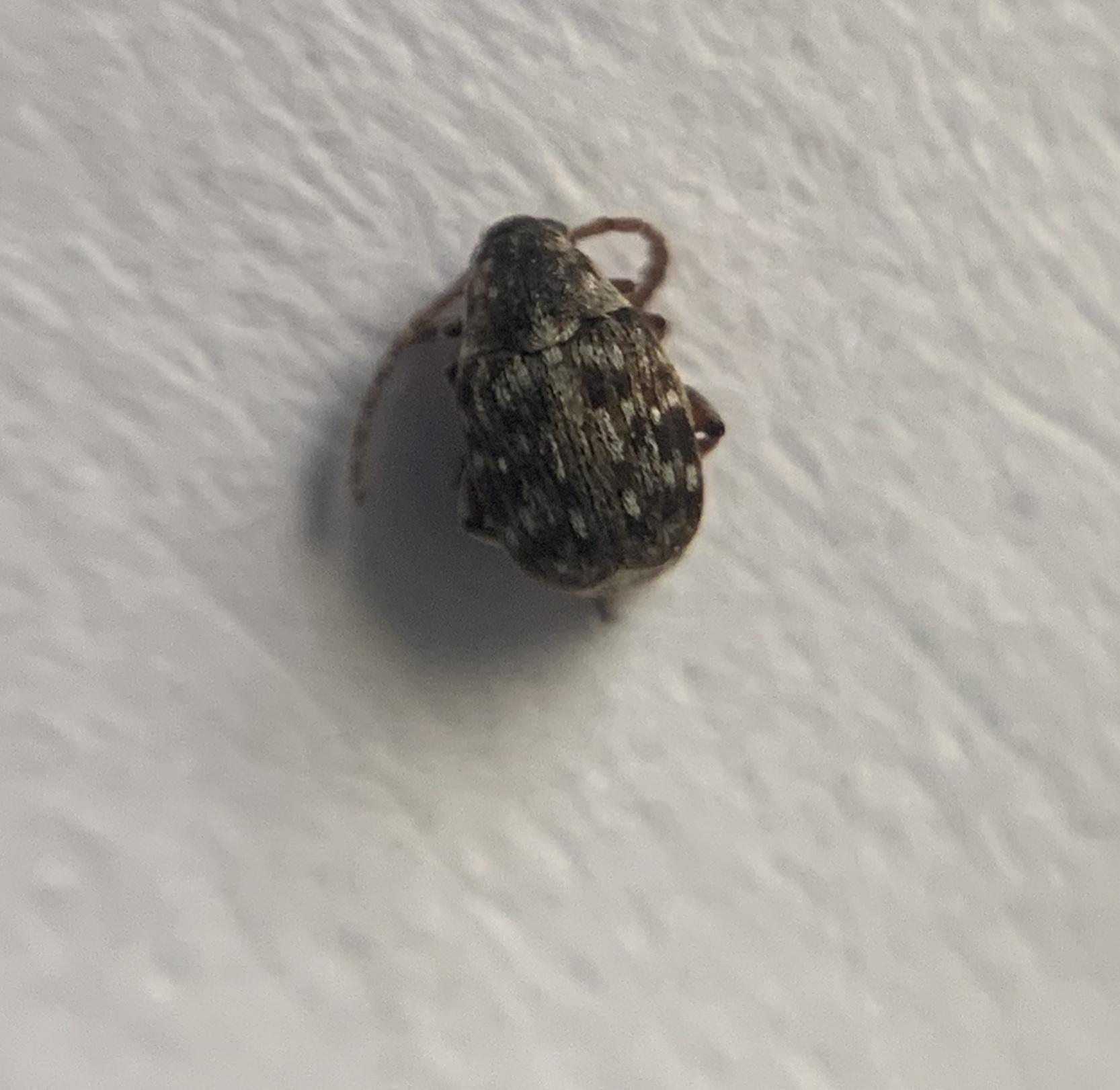 Bruchidius imbricornis - kecskerutazsizsik