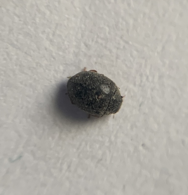Scymnus