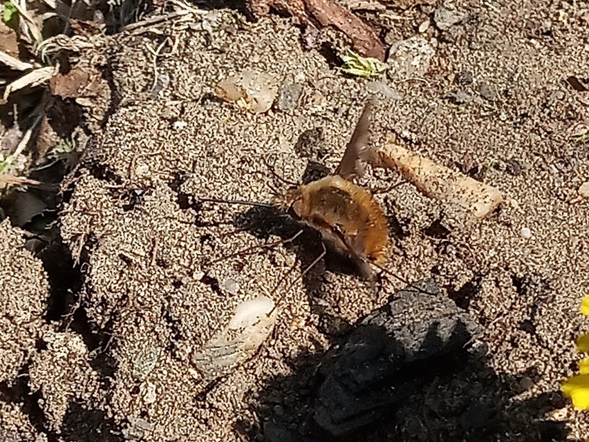 Bombylius major - szegélyes pöszörlégy