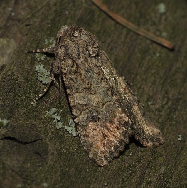 Hadula trifolii - lóherebagoly