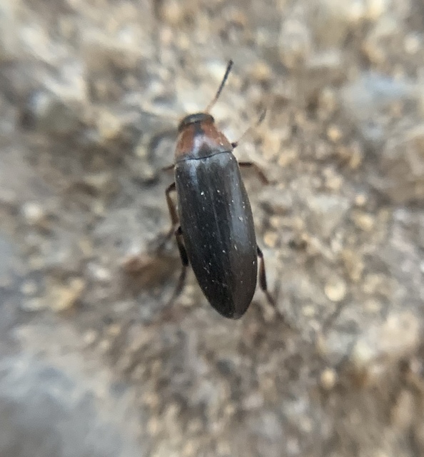 Anaspis varians - változó árvabogár Anaspis varians - változó árvabogár