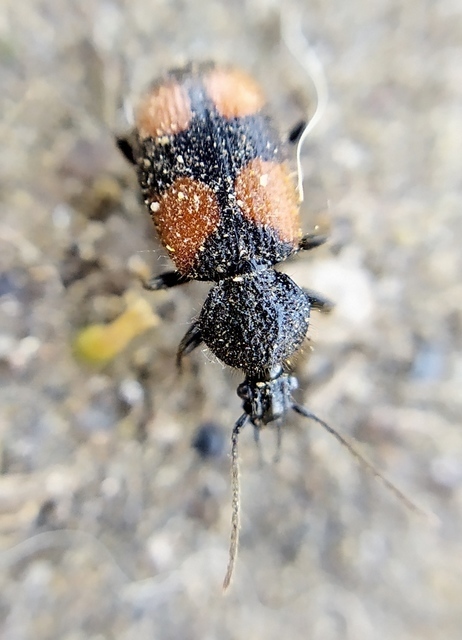 Panagaeus bipustulatus - kis keresztesfutó