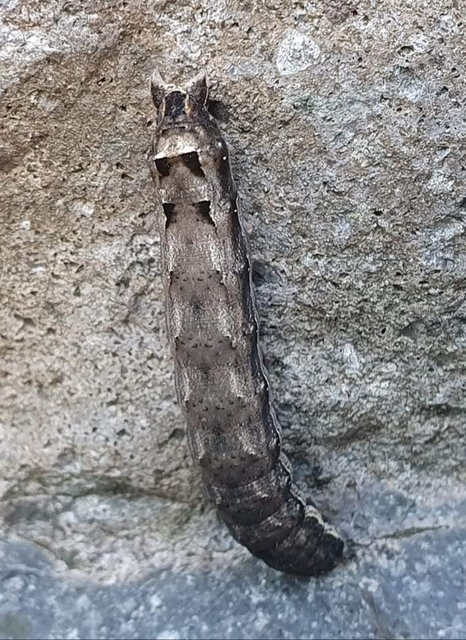 Noctua comes - kis sárgafűbagoly