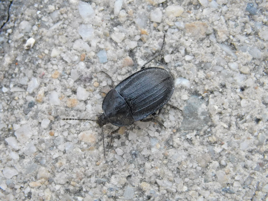 Phosphuga atrata - bordás csigarabló