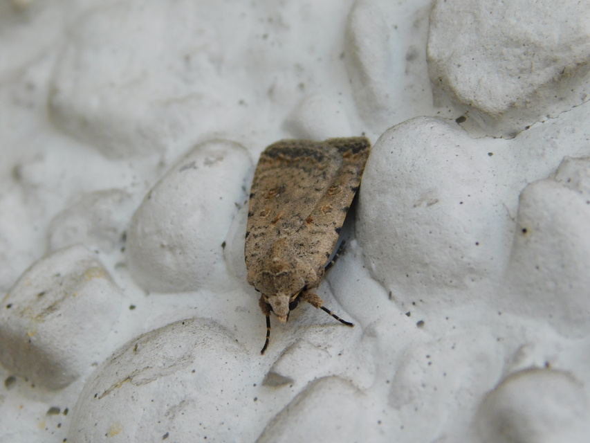 Paradrina clavipalpis - közönséges selymesbagoly