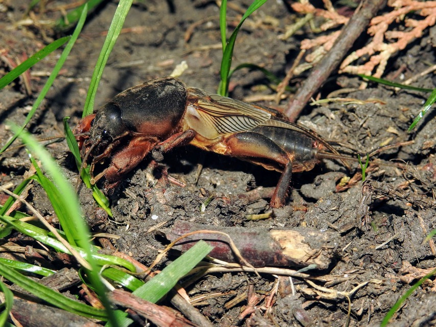 Gryllotalpa