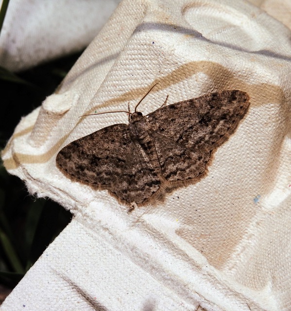 Ectropis crepuscularia - avararaszoló