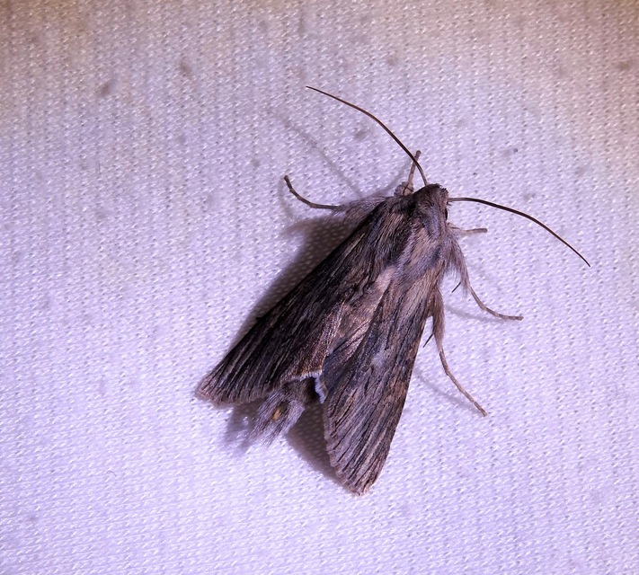 Cucullia chamomillae - székfű-csuklyásbagoly