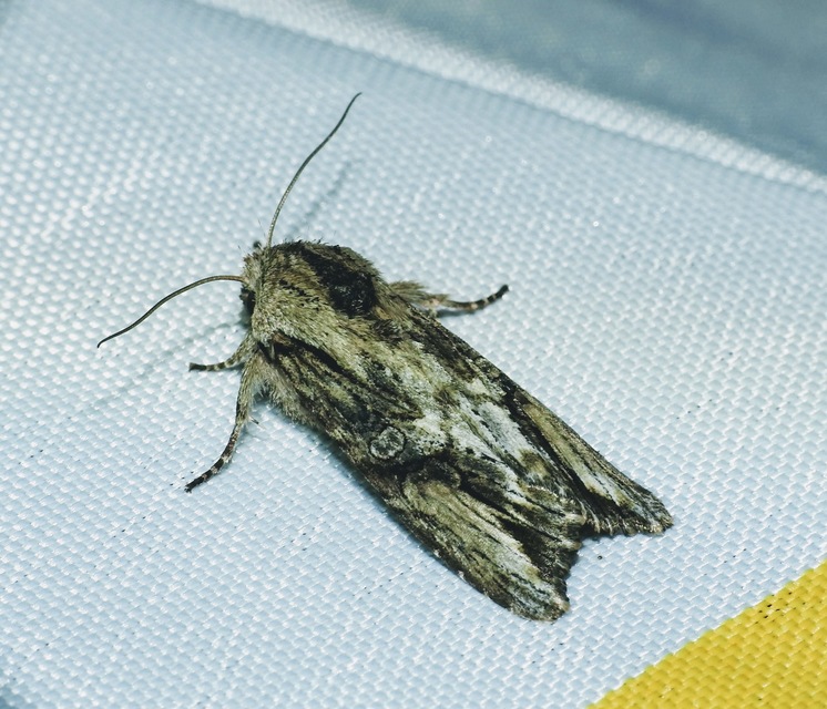 Egira conspicillaris - változékony szürkebagoly