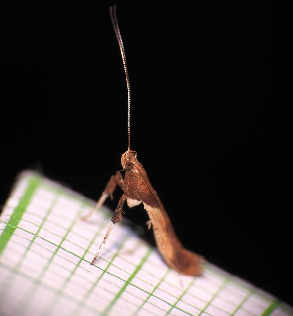 Caloptilia