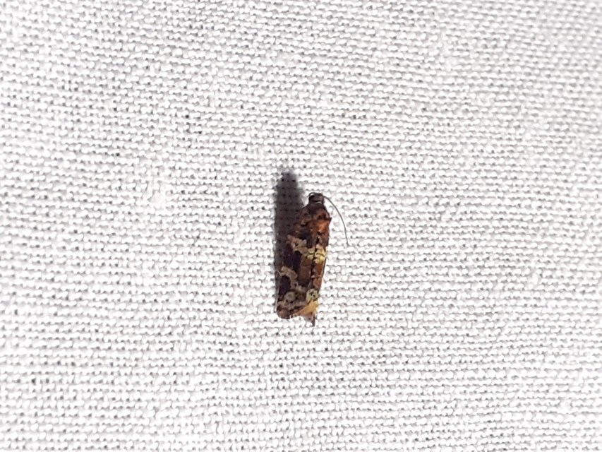 Argyrotaenia ljungiana - ékes sodrómoly
