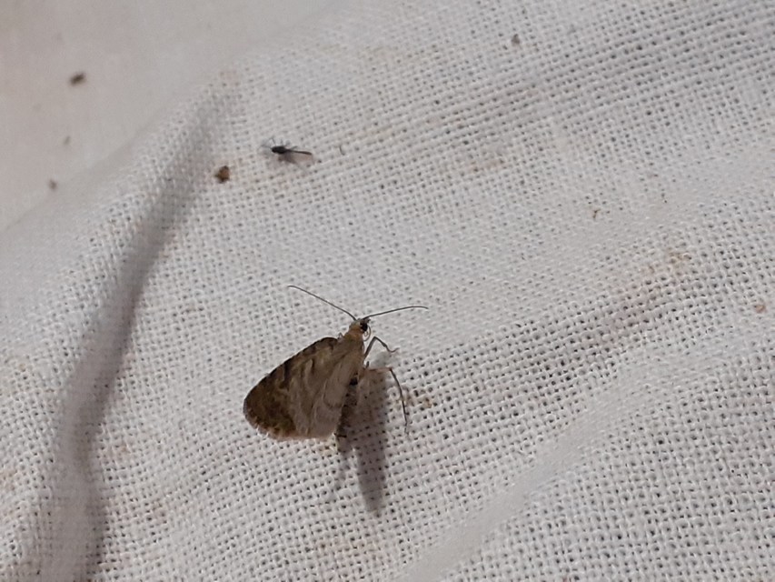 Chloroclystis v-ata - zöldes törpearaszoló
