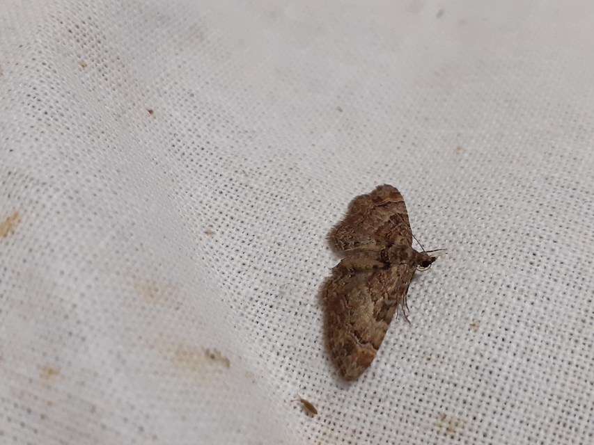 Gymnoscelis rufifasciata - vöröscsíkos törpearaszoló