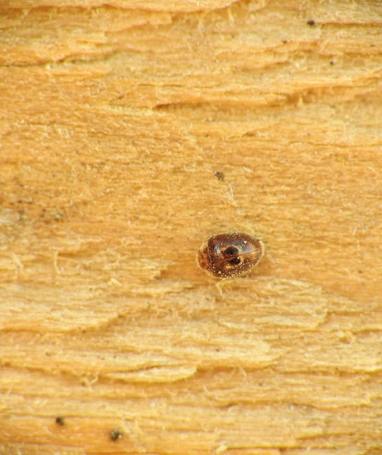 Clitostethus arcuatus - liszteske-bödice