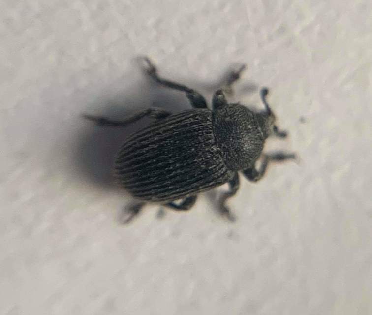 Rhinusa linariae - gubacsképző gyújtoványfű-ormányos
