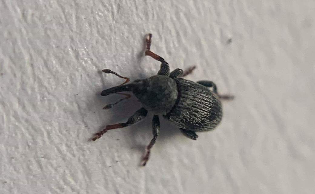 Tychius tibialis - fekete tímárormányos