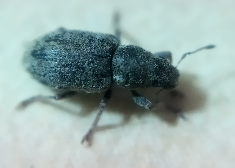 Sitona hispidulus - szőrös csipkézőbogár