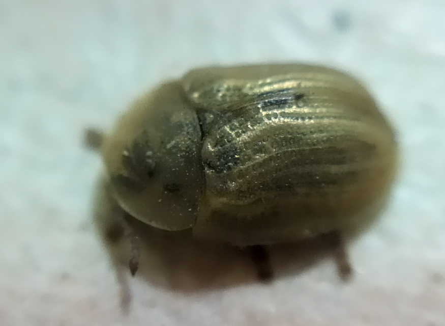 Cassida berolinensis - sárgásvörös pajzsbogár