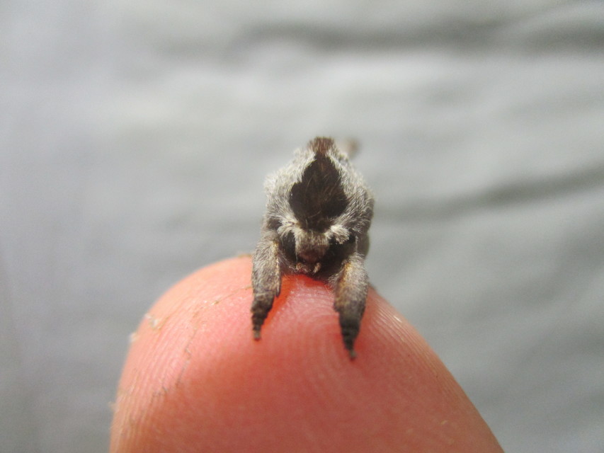 Clostera curtula - rövidszárnyú levélszövő