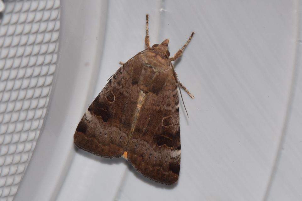Noctua interposita - köztes sárgafűbagoly