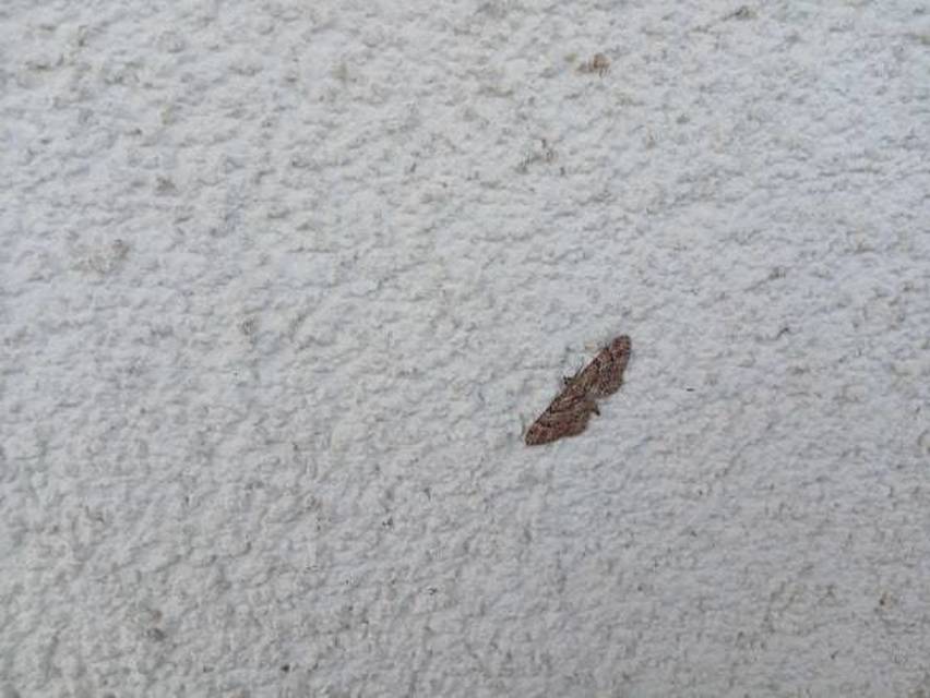 Gymnoscelis rufifasciata - vöröscsíkos törpearaszoló