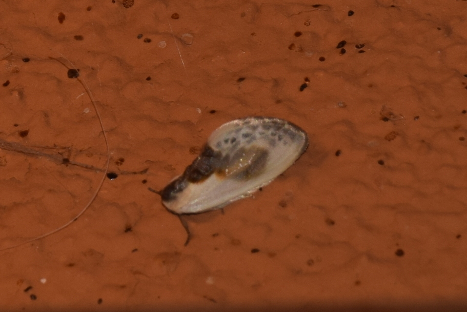 Cilix glaucata - törpe sarlósszövő