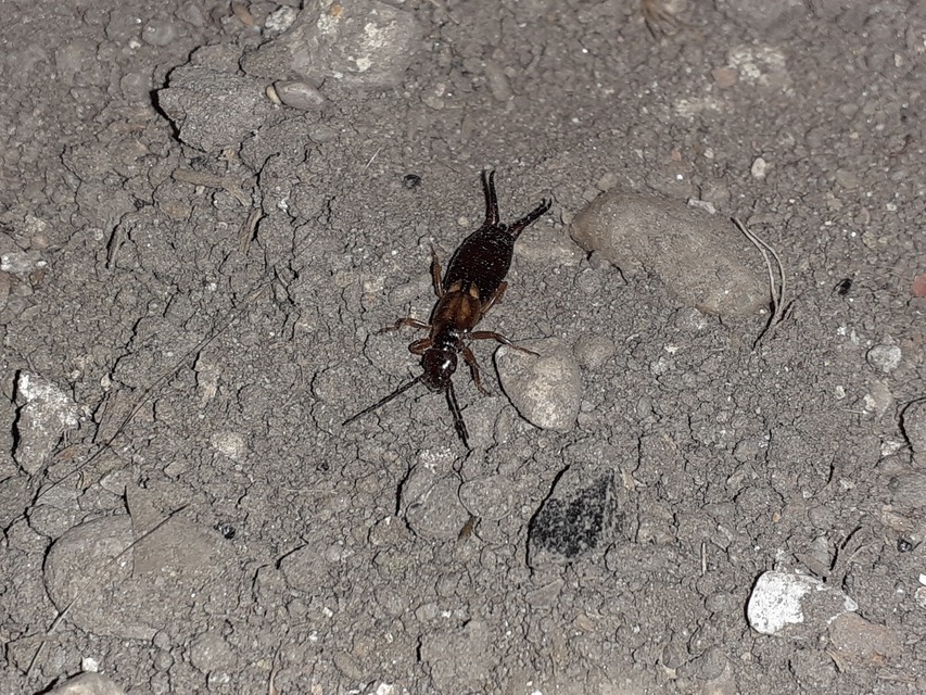 Forficula auricularia - közönséges fülbemászó