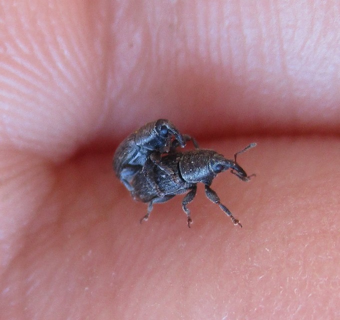 Mecinus
