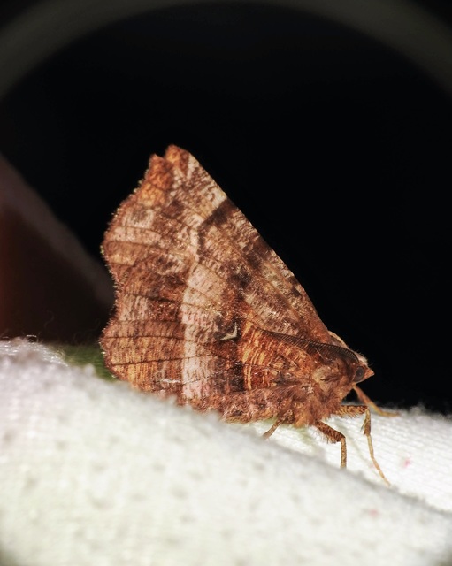 Selenia dentaria - kétfoltos holdasaraszoló
