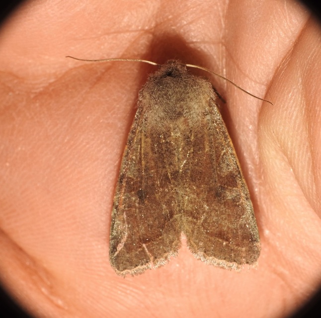 Orthosia incerta - változékony barkabagoly