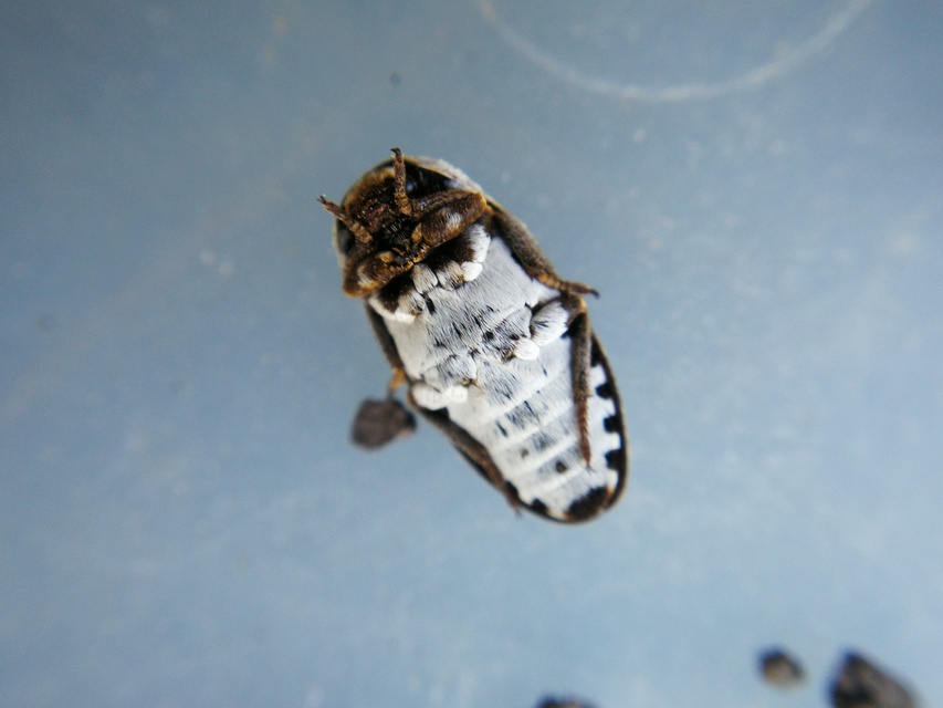 Dermestes frischii - nyakszegélyes porva Dermestes frischii - nyakszegélyes porva