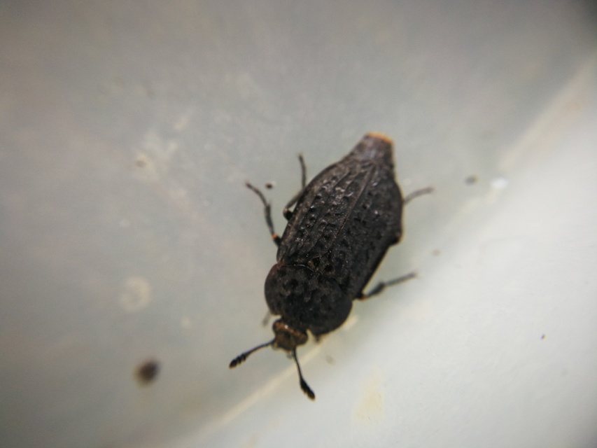 Thanatophilus rugosus - ripacsos dögbogár