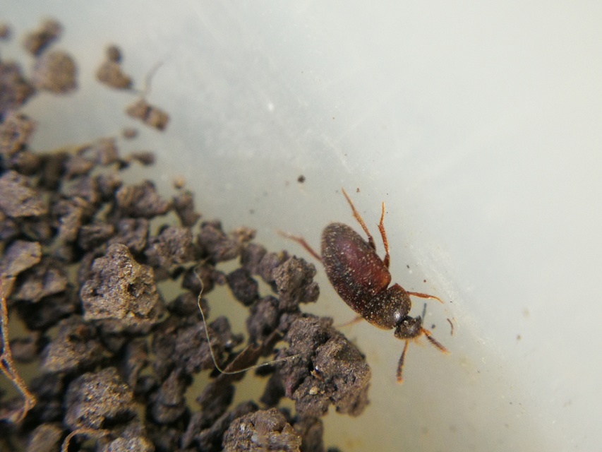 Leiodidae - pecebogárfélék Leiodidae - pecebogárfélék