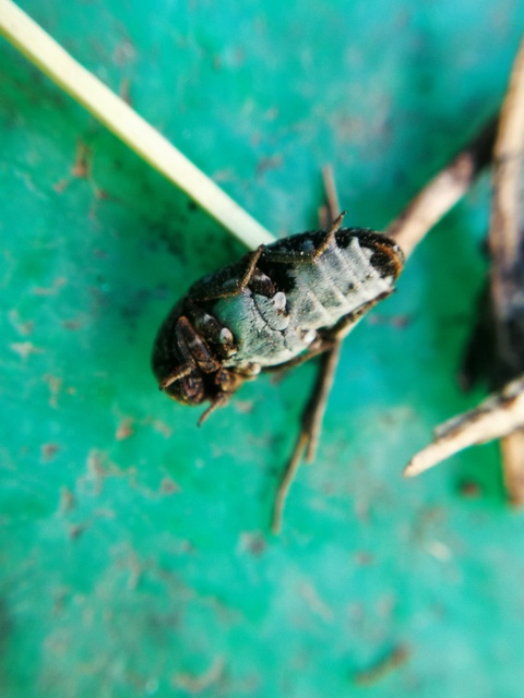 Dermestes undulatus - márványos porva Dermestes undulatus - márványos porva